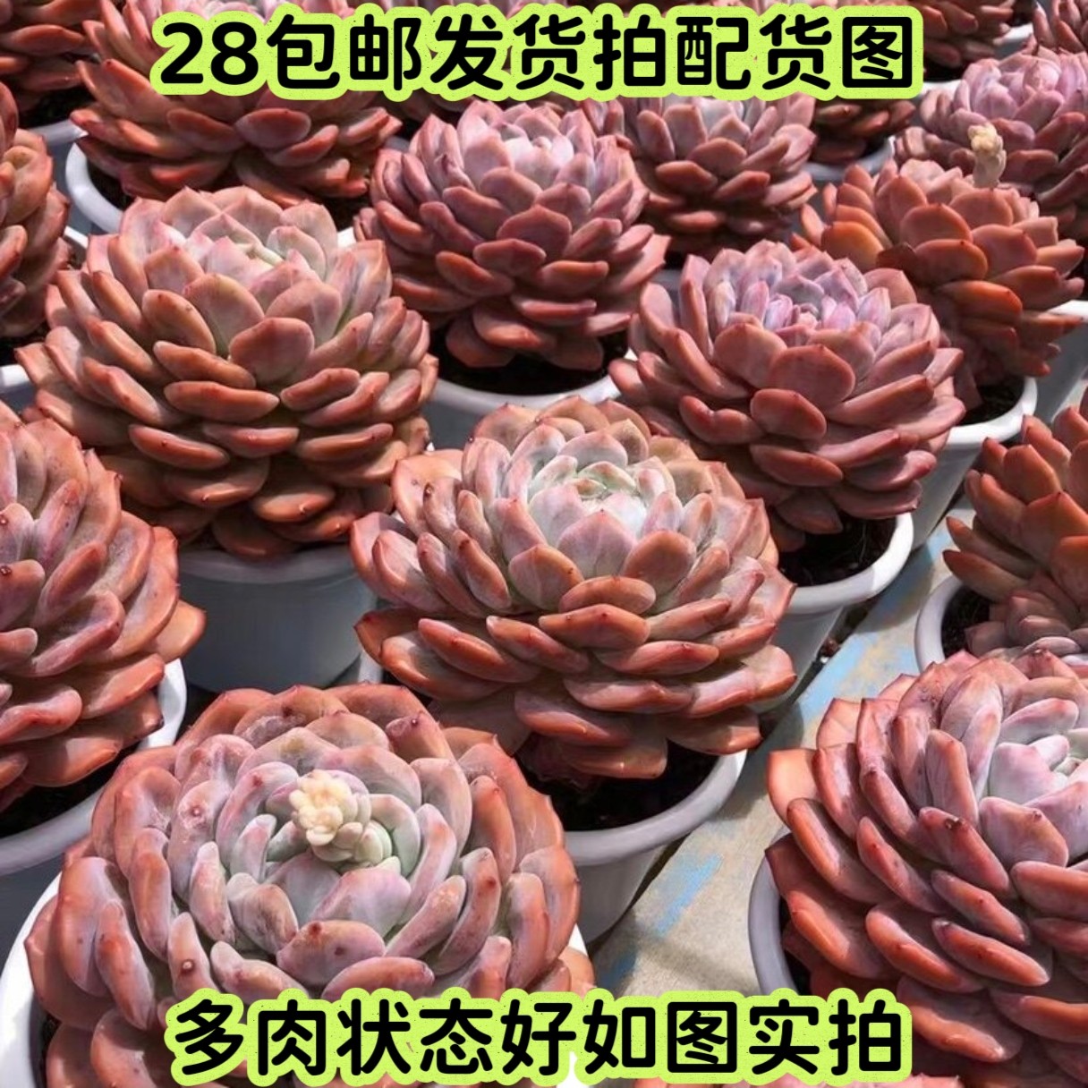 【七总】多肉，橙梦露，大颗韩橙月影桃蛋熊雪莲天鹅绒冰玉月影