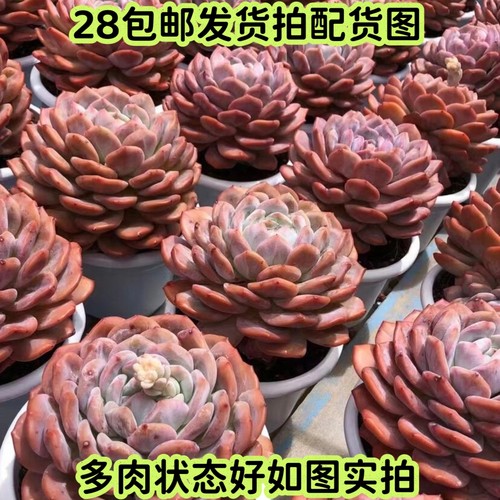多肉橙梦露冰玉桃蛋麦秆雪莲月影