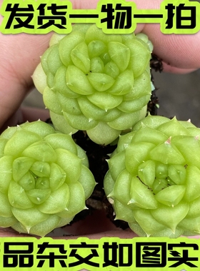 【七总】多肉，绿水鬼，新品麦秆杂交绿体睫毛冰透油腻一物一拍