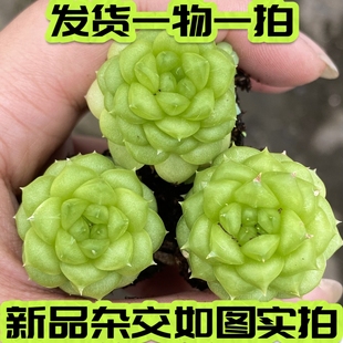 【七总】多肉，绿水鬼，新品麦秆杂交绿体睫毛冰透油腻一物一拍