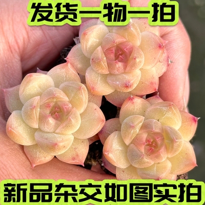 杂交血斑麦秆暗纹多肉一物一拍