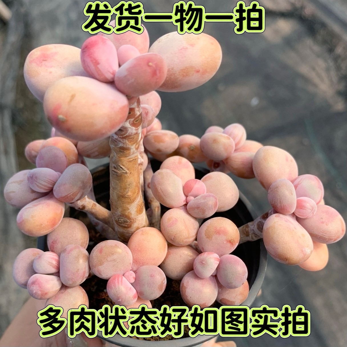 【七总】多肉，桃蛋老桩，群生桃之卵粉色控养腰子蛋丸叶一物一拍