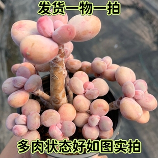 【七总】多肉，桃蛋老桩，群生桃之卵粉色控养腰子蛋丸叶一物一拍