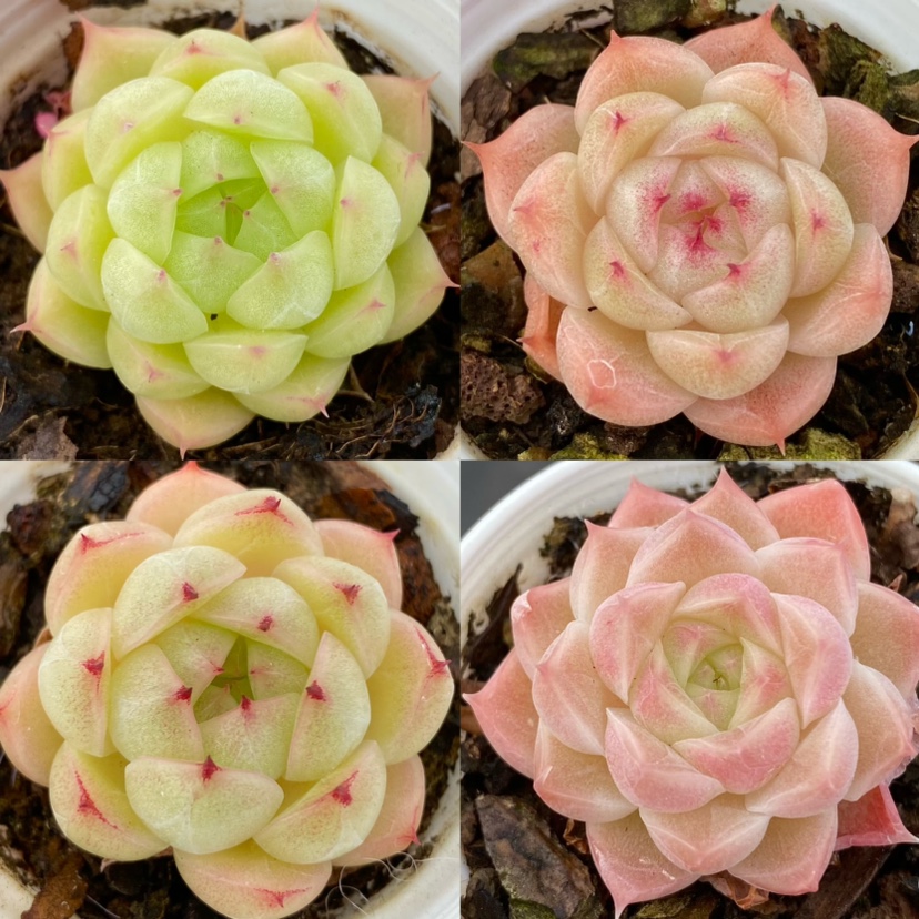 【七总】多肉，冰透糖果麦秆果冻色控养单头状态好包子一物一拍