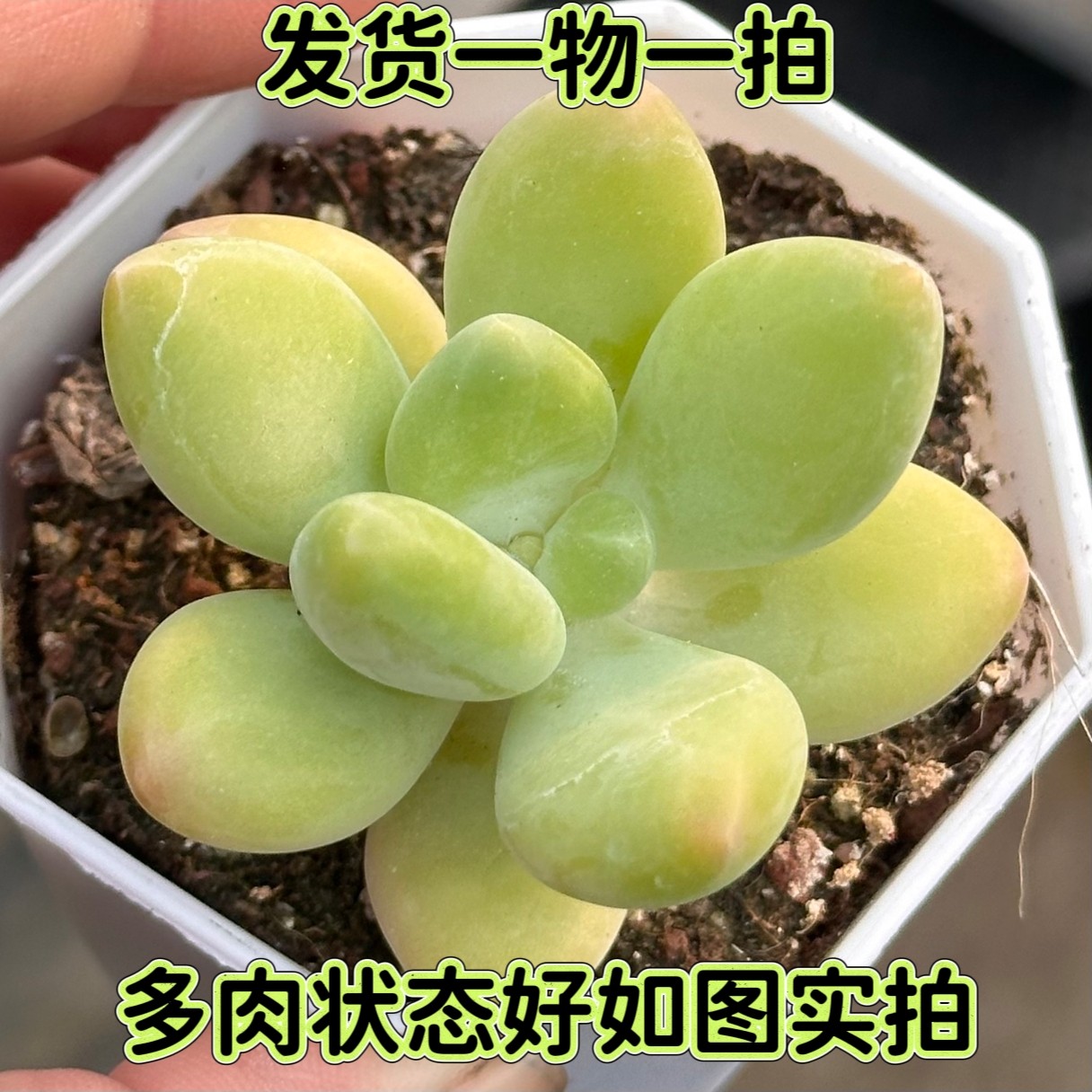【七总】多肉，芒果奶酪，单头糖果果冻色奶酪美人稀有