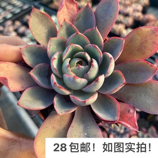 【七总】多肉，赫拉，单头大颗，状态稀有美观好养紫色景天血斑