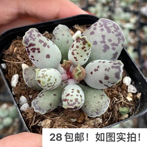 【七总】多肉，海豹，水泡群生白肌单头大颗，状态稀有美观便宜 - 封面