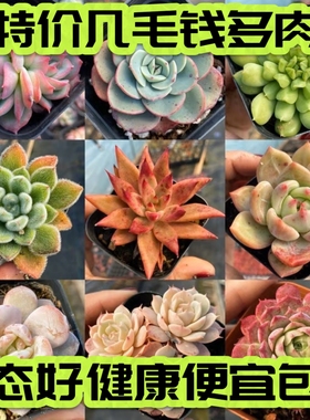 【七总】多肉特价几毛钱多肉组合包邮冰魄麦秆橙梦露冰玉仙人球
