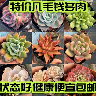 【七总】多肉几毛钱多肉组合包邮冰魄麦秆橙梦露冰玉仙人球