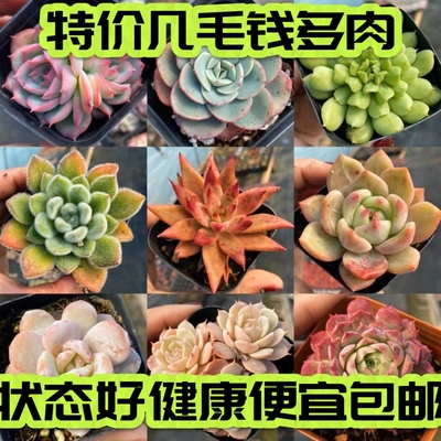 多肉组合包邮冰魄麦秆女王橙梦露