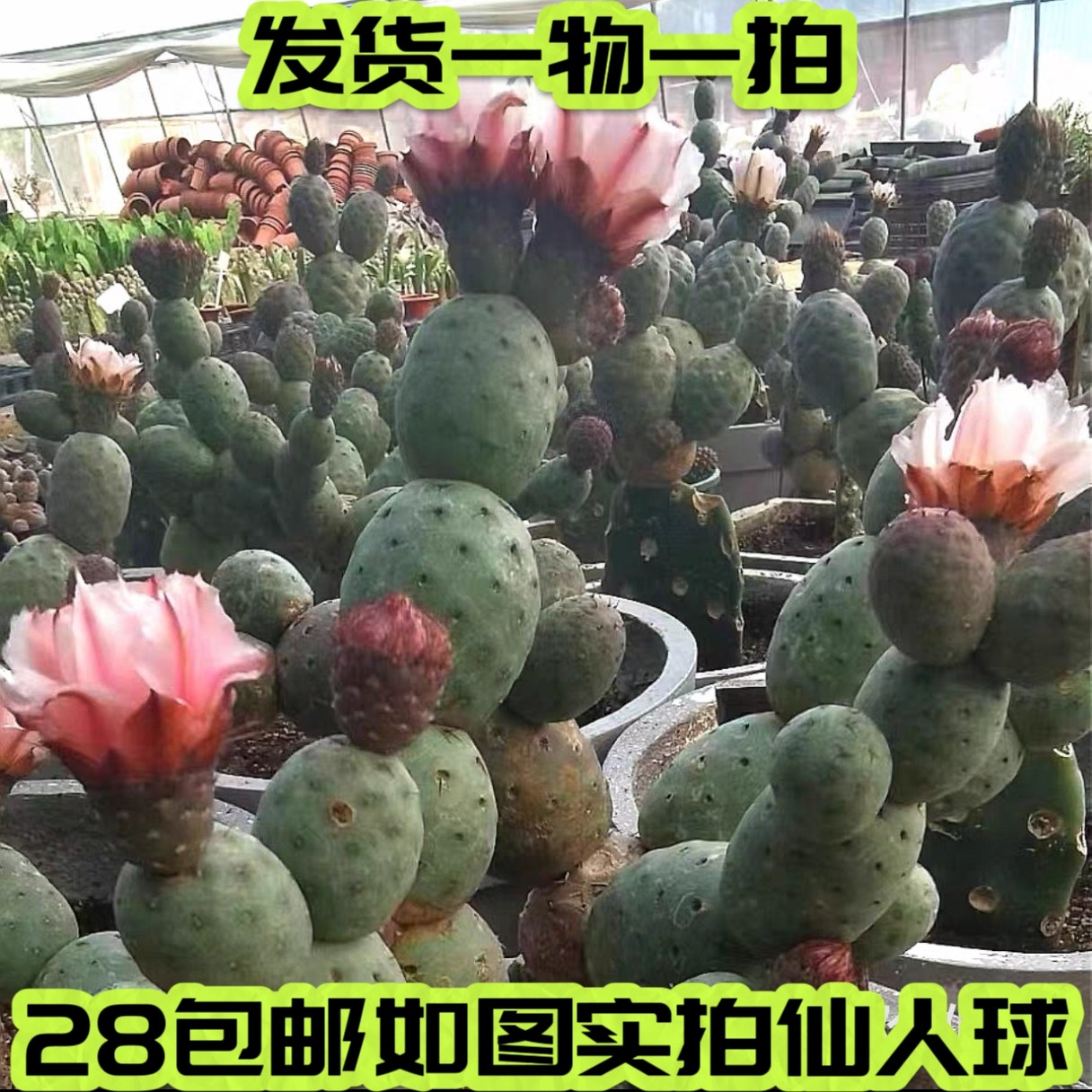 习志野仙人球有根多肉一物一拍