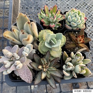 毛绒兔耳朵系列 多肉 月兔福兔单头大颗稀有好养便宜 七总