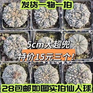 【七总】多肉，实生超兜仙人球琉璃兜大疣兜浓白v兜星兜一物一拍