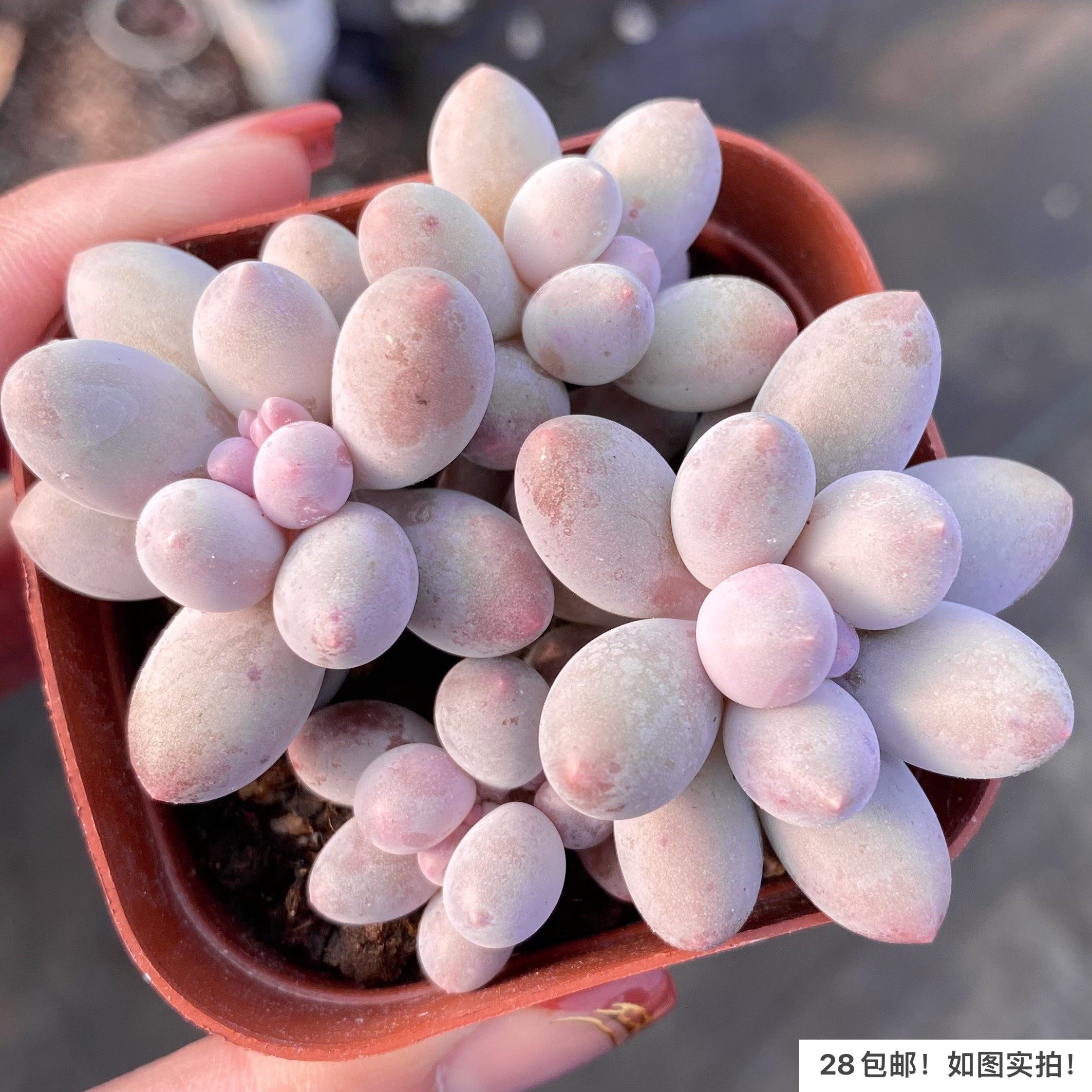 汤圆奶酪群生多肉婴儿手指