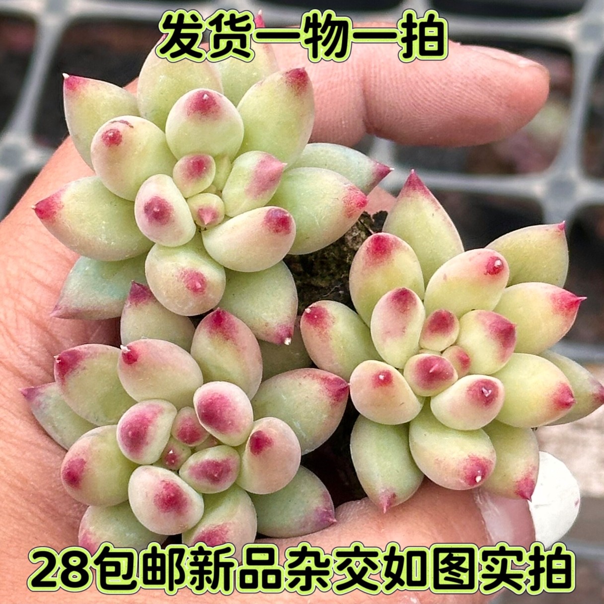 多肉岩字杂交车厘子一物一拍图片