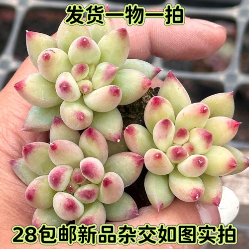 多肉岩字杂交车厘子一物一拍