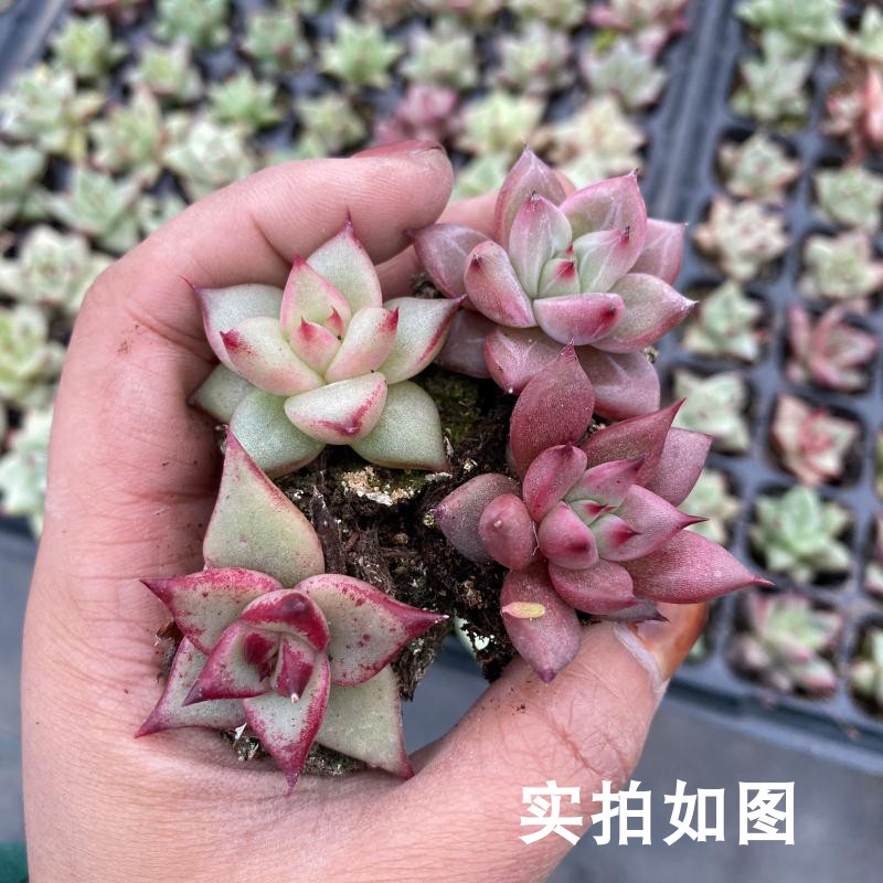 【七总】多肉,冬云杂交,血斑暗纹红色稀有灵魂血罗卡宴一物一拍