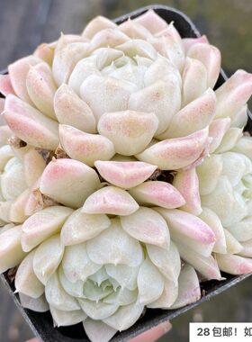 群生白月影多肉好看暗纹
