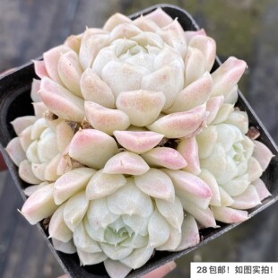 【七总】多肉，阿尔巴白月影，群生大颗单头状态好养便宜