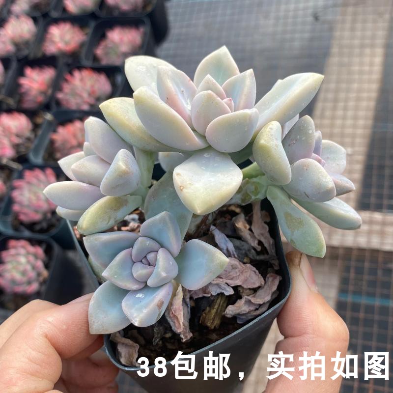 七总 多肉 淡雪 多头老桩群生紫色状态稀有美观好养便宜 七总的多肉 淘优券 七总 多肉 淡雪 多头老桩群生紫色状态稀有美观好养便宜 七总的多肉 淘优券