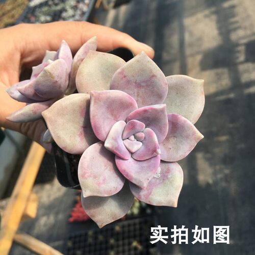 紫乐老桩大颗群生紫色多肉