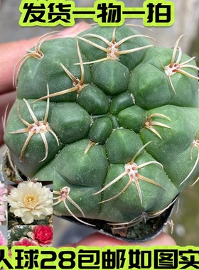 仙人球美花海王大颗多肉一物一拍