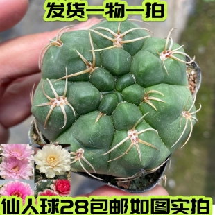 【七总】多肉,实生高木海王,美花大颗开花重瓣仙人球一物一拍