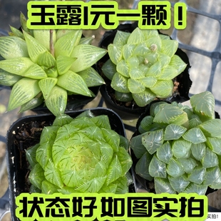 雪花玉露寿元 姬玉露 多肉 宝芦荟十二卷状态好养便宜 七总