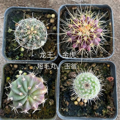 多肉绯花玉短毛丸鸾凤玉仙人球