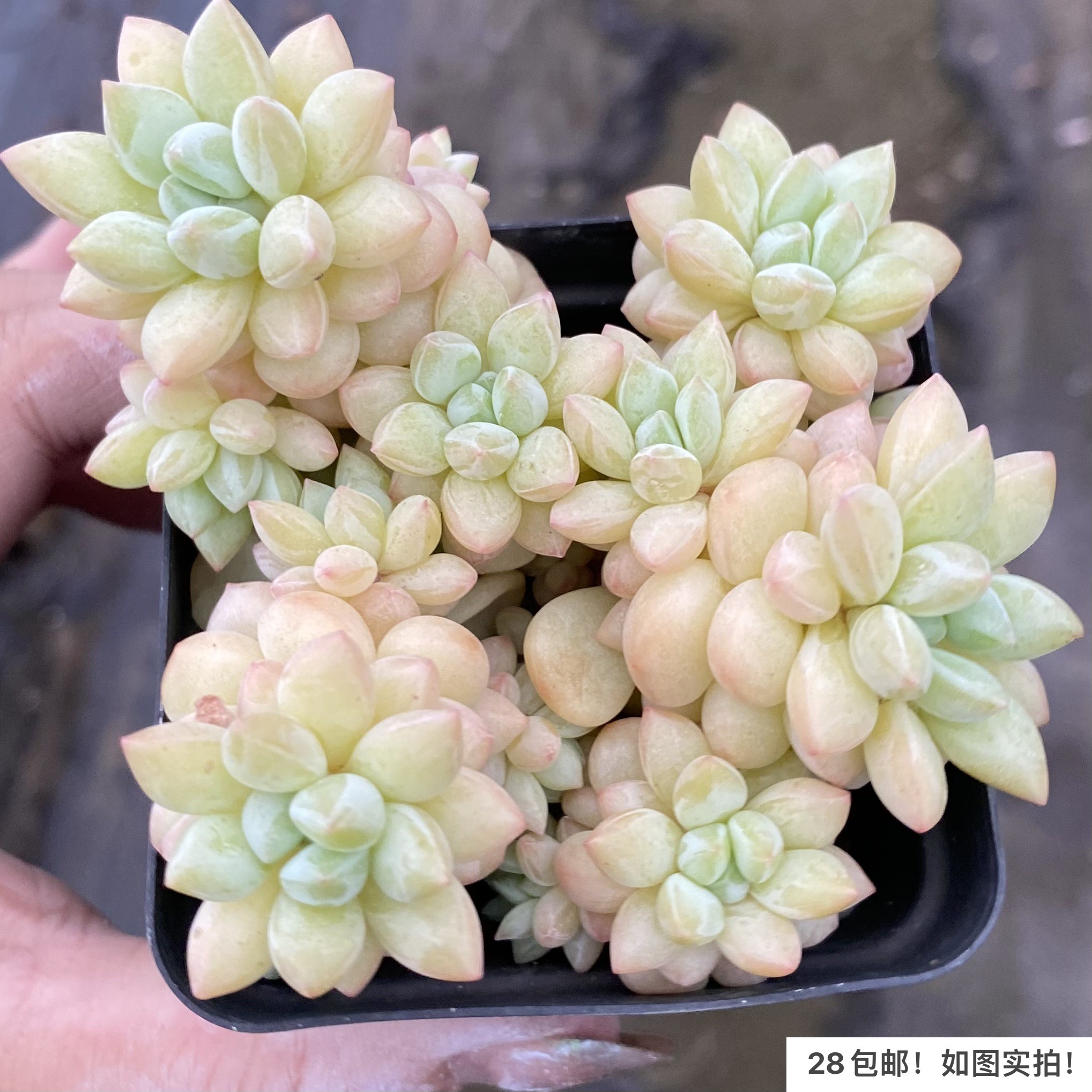 【七总】多肉,泡泡美人,老桩整群泡泡糖奶酪达芙妮稀有一物一拍