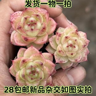 【七总】多肉，初恋，杂交麦秆珍妮暗纹边线女王睫毛一物一拍