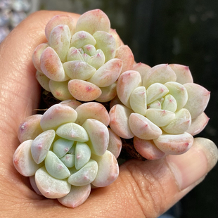 【七总】多肉,厚梦,冰糕暗纹控养杂交橙梦露单头粉色