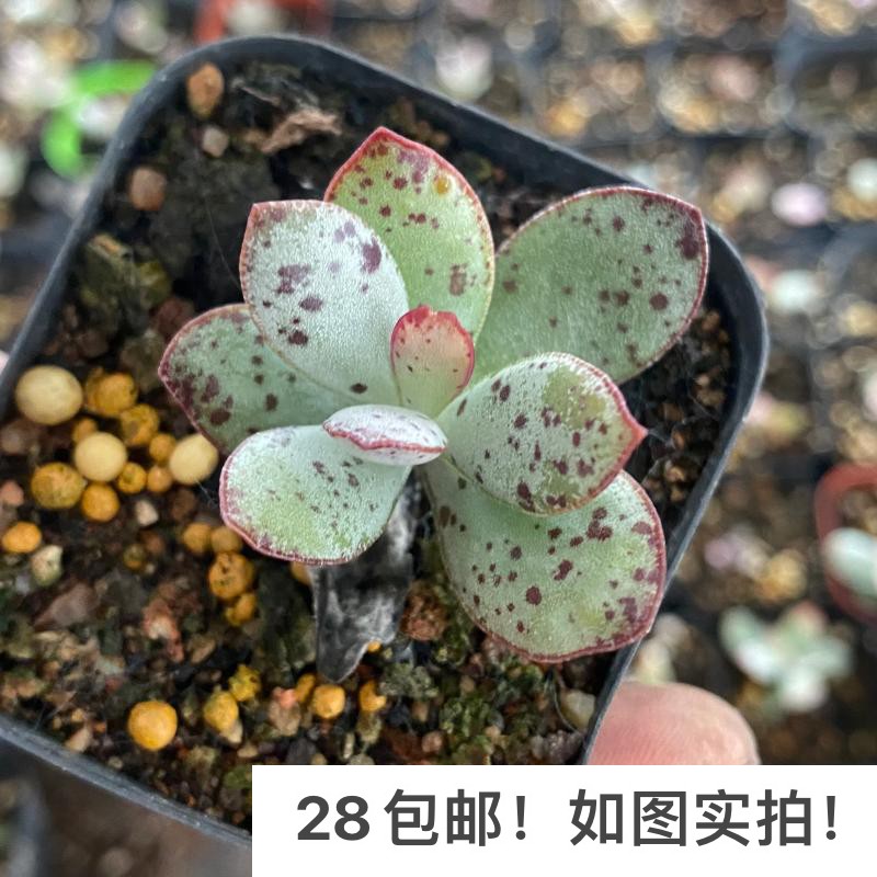 【七总】多肉,草莓蛋糕,水泡单头大颗海豹状态稀有美观好养便宜