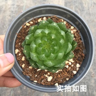 【七总】多肉，樱水晶，单头大颗。玉露，十二卷状态稀有好养便宜