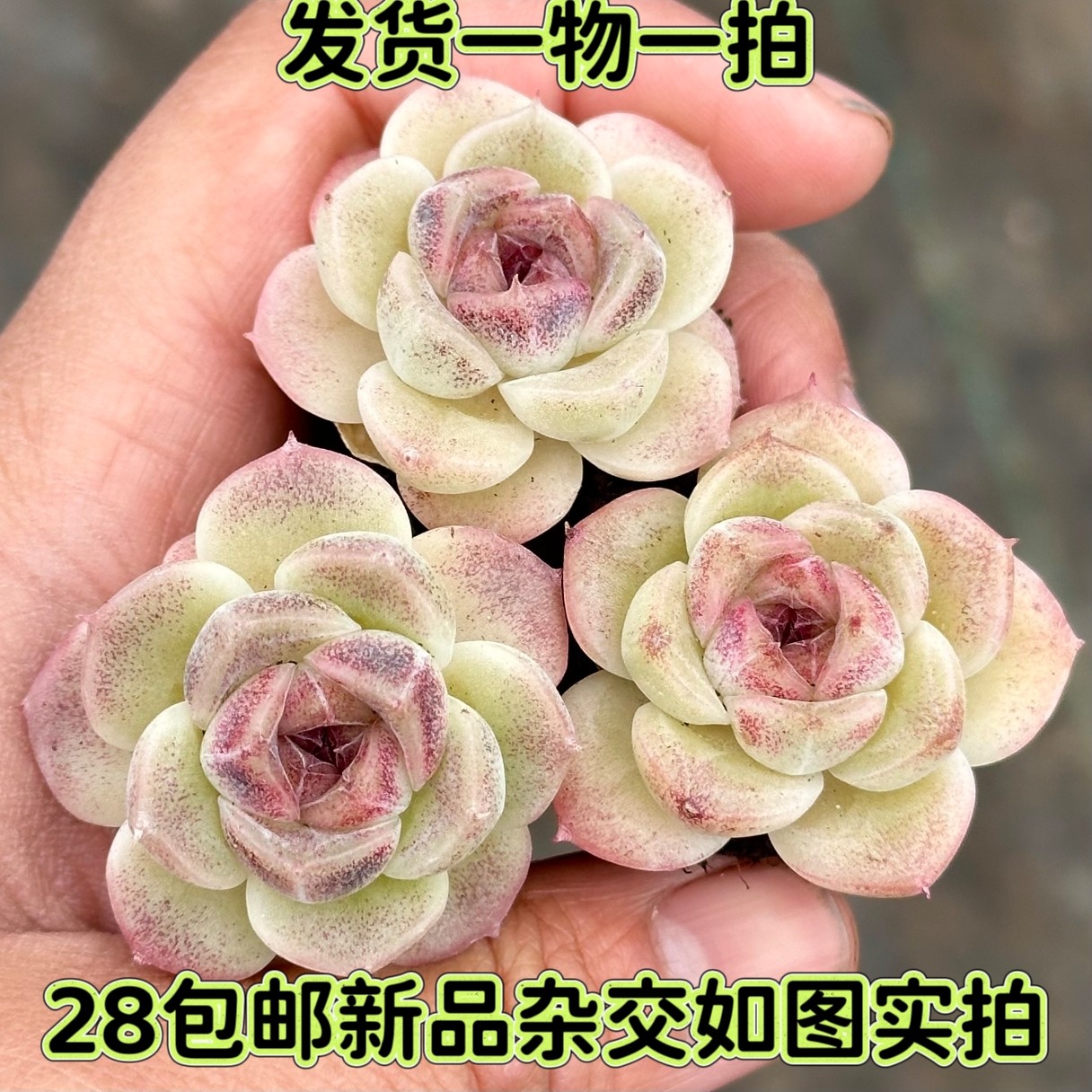 【七总】多肉，紫薯杂交，白紫晶紫水晶杂水晶玫瑰交糖心一物一拍