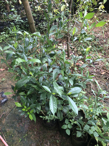 栀子花小苗，带杯发货