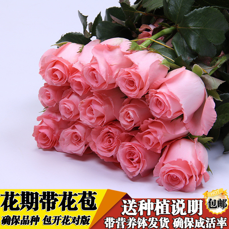 玫瑰花苗【戴安娜】粉色玫瑰花盆栽花卉植物花店同款