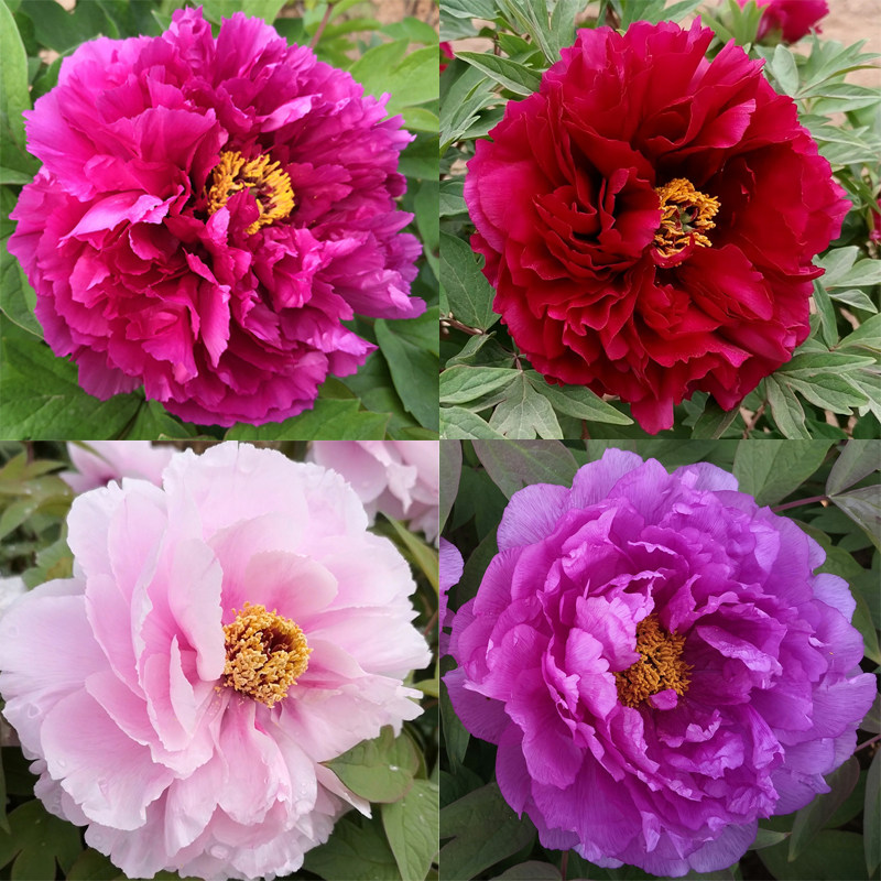 精品牡丹花苗 超多分枝带花苞 耐寒大花浓香阳台庭院客厅花卉盆栽