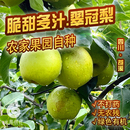 正宗四川蒼溪酥脆青皮梨子翠冠梨脆甜無農藥自種5斤禮盒多汁9斤裝
