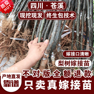 梨树苗新品种四川翠冠梨嫁接苗酥脆梨苗树苗地栽庭院当年挂果正品