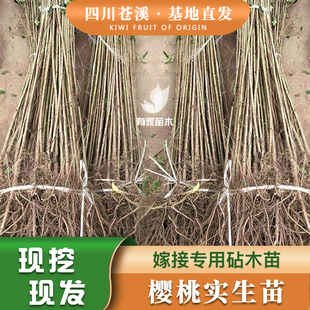 樱桃实生苗四川未嫁接野生砧木母本原生占地苗嫁接专用南北方种植