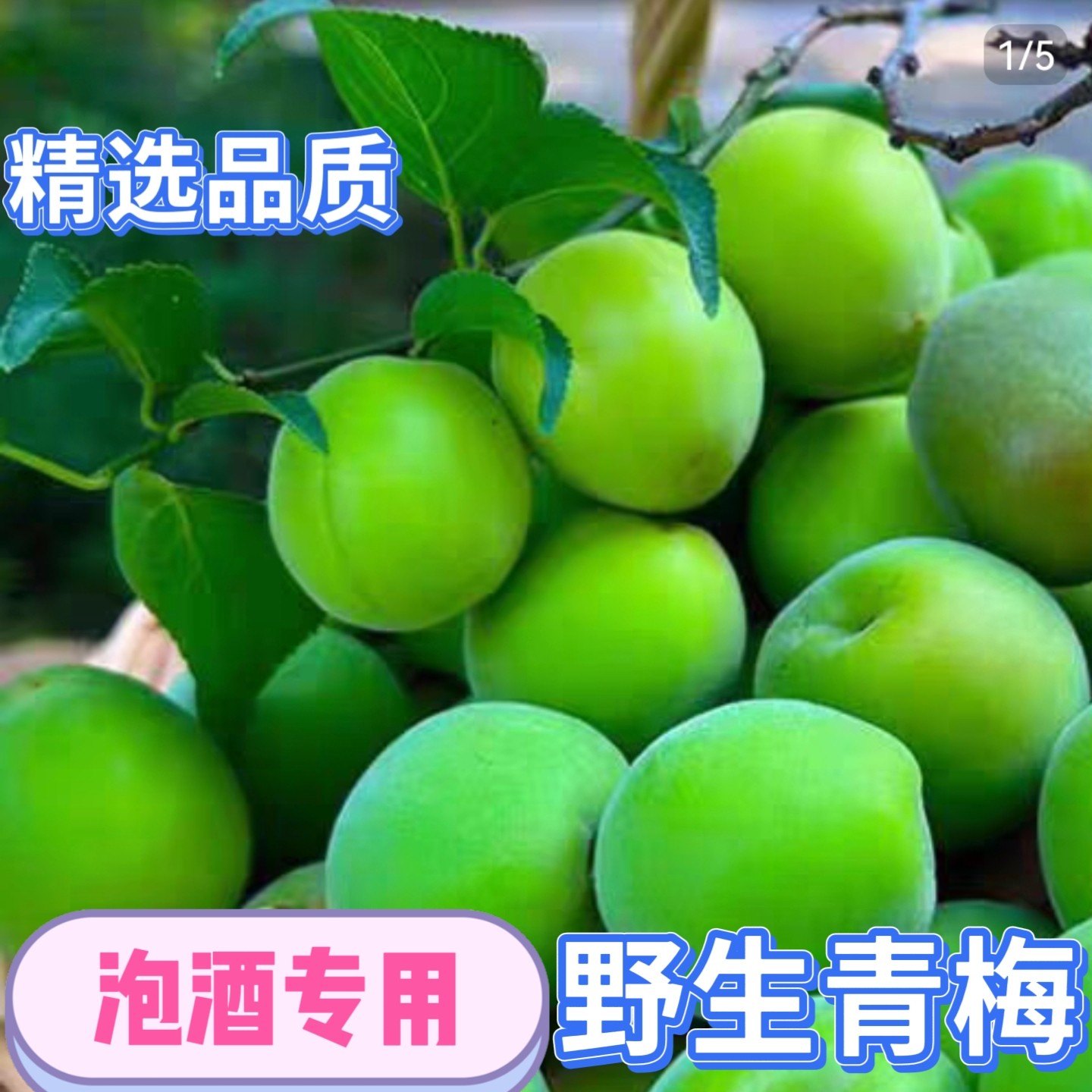 2026鲜果青梅当季新鲜现摘深山野生青梅子泡酒专用酸孕妇水果