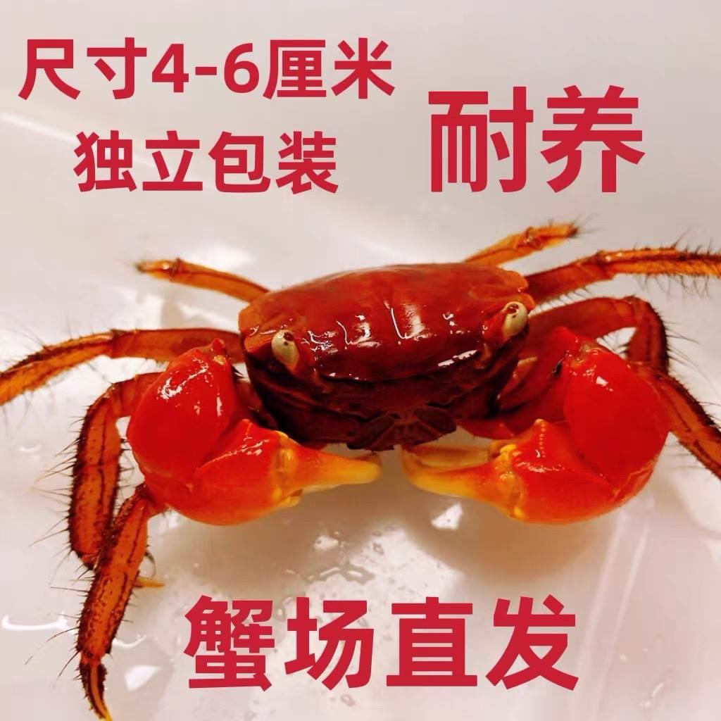 泰国 相手蟹淡水蟹观赏蟹 迷你辣椒蟹宠物螃蟹发财蟹摆摊首推萌宠 宠物/宠物食品及用品 蟹 原图主图