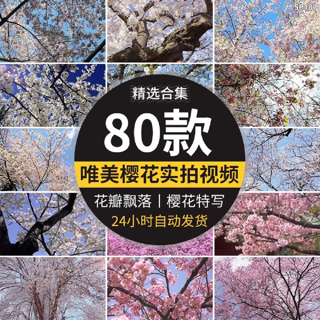 樱花树枝花海唯美浪漫花瓣飘飞春天风景粉色白色实拍空境视频素材