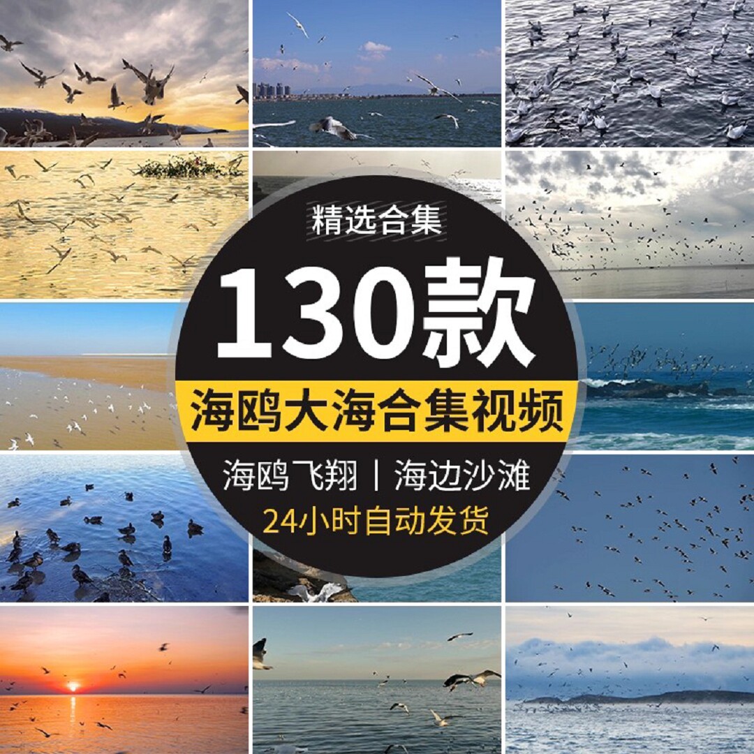 蓝天白云海鸥特写大海沙滩海边鸟类空中鸟群高清实拍剪辑视频素材
