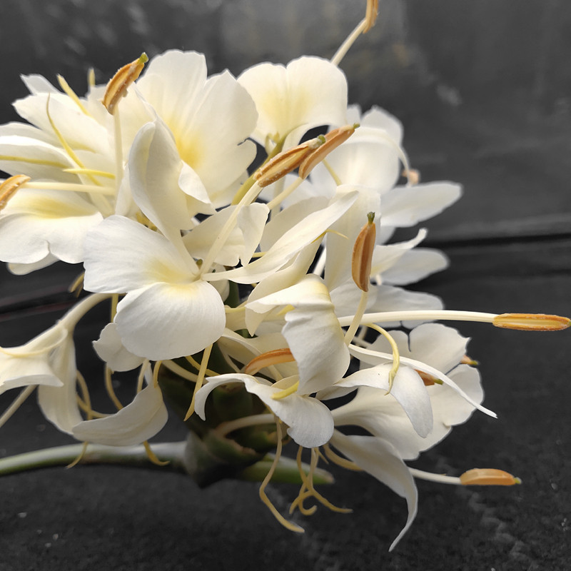 白姜花苗盆栽野姜花地栽白姜花种球姜花盆栽黄姜花苗蝴蝶花非常香