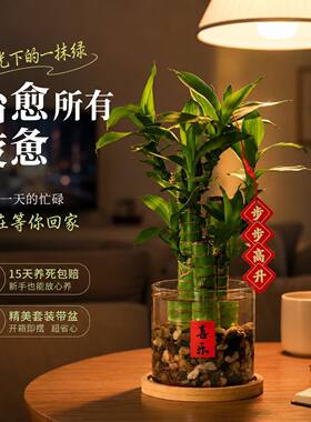 懒人水培富贵竹，四季常青超好养