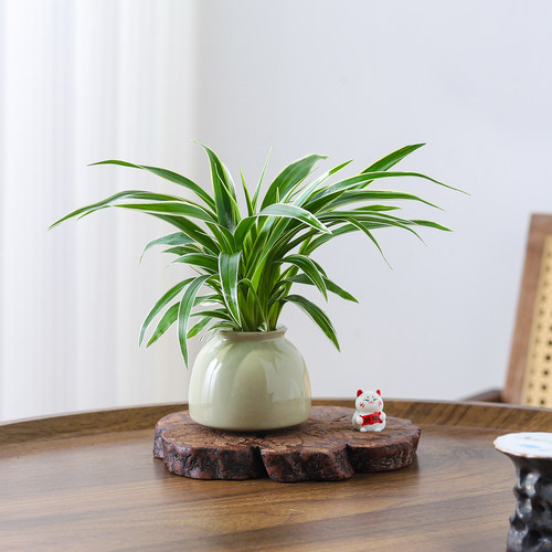 金边吊兰盆栽花卉植物室内