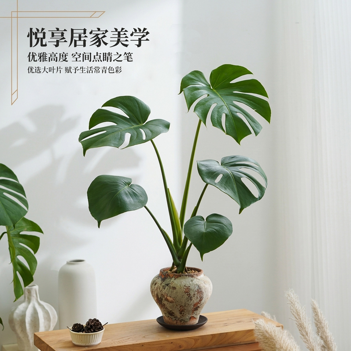 龟背竹子盆栽室内好养净化空气图片