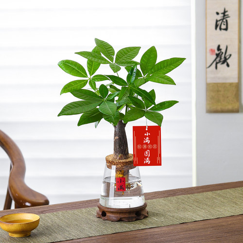 发财树水培盆栽室内绿植